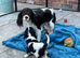 Cavalier King Charles spaniels