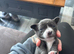 1 beautiful female Chihuahua puppy.