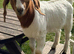 Entire Boer Goat Kids