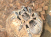 Grammostola pulchripes