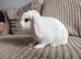 Mini lop Male Rabbit