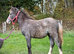 Pretty Welsh C x Cob Filly