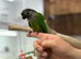 Green cheek conure