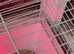Button quails chicks
