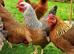 Welsumer lg fowl free range hatching eggs