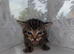 4 kittens