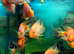 Tropical fish