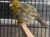 Two cock canaries for sale