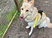 German shepherd Female