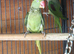 proven pair Alexanderine gives olive chiks