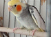 Cockatiel pair
