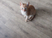 Ginger Kitten