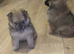 Pomeranian puppy’s