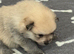 Two beautiful Pomeranian puppies