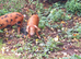8wk old Pure Oxford Sandy Black pigs M&F