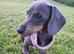 Beautiful Blue and Tan Kc Registered Miniature Dachshund