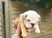 AMAZING CHUNKY BRITTISH BULLDOG PUPPIES
