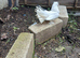 A pair of fanciful pigeons