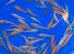 1000’s Koi Fry 1-3 inches