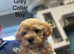 Gorgeous Boys - Maltipoo Ready Now