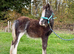 Super Cute Blagdon Cob Colt