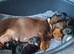 Miniature dachshund