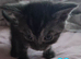 Stunning kittens ready end of June