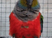 Beautiful Semi Tame Crimson Bellied/Scarlet breasted DNA sexed male