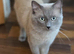 Male Ragdoll