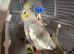 Cloud cockatiel female