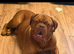 18 month male Kc reg Dogue