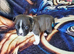 Pick of litter boy pup , £1200