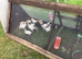 Legbar, Light Sussex, Buff Orpington, BCM chicks
