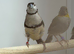 Owl finches