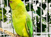Stunning young Indian ringnick parrot