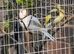 3 beautiful canaries