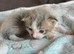 2 kittens available
