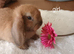 Gorgeous mini lops