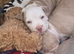Pocket American Bully Puppies