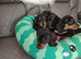 Beautiful miniature dachshund puppies ready now for new loving homes