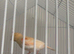 Red Dimorphic canaries