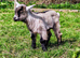 3 pygmy goat wethers
