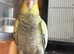 Hand-Reared Cockatiel