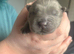 Chow chow puppies ready in 4 week