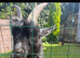 Pigmy goats