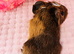 Baby sow available