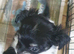 Chihuahua puppies Alford lincs