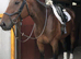 7year old 16.1 bay gelding throughbred