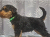 Gorgeous Airedale Litter!