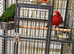 Australian King-Parrot